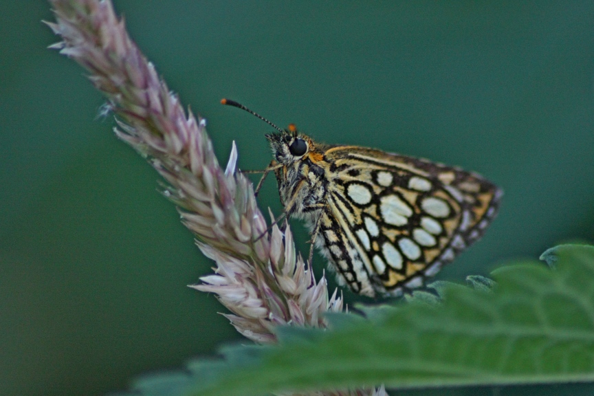 heteropterus morpheus?